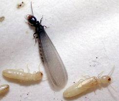 Subterranean Termite Control Orange County