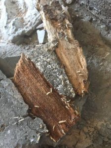 Termites Eating Wood picture