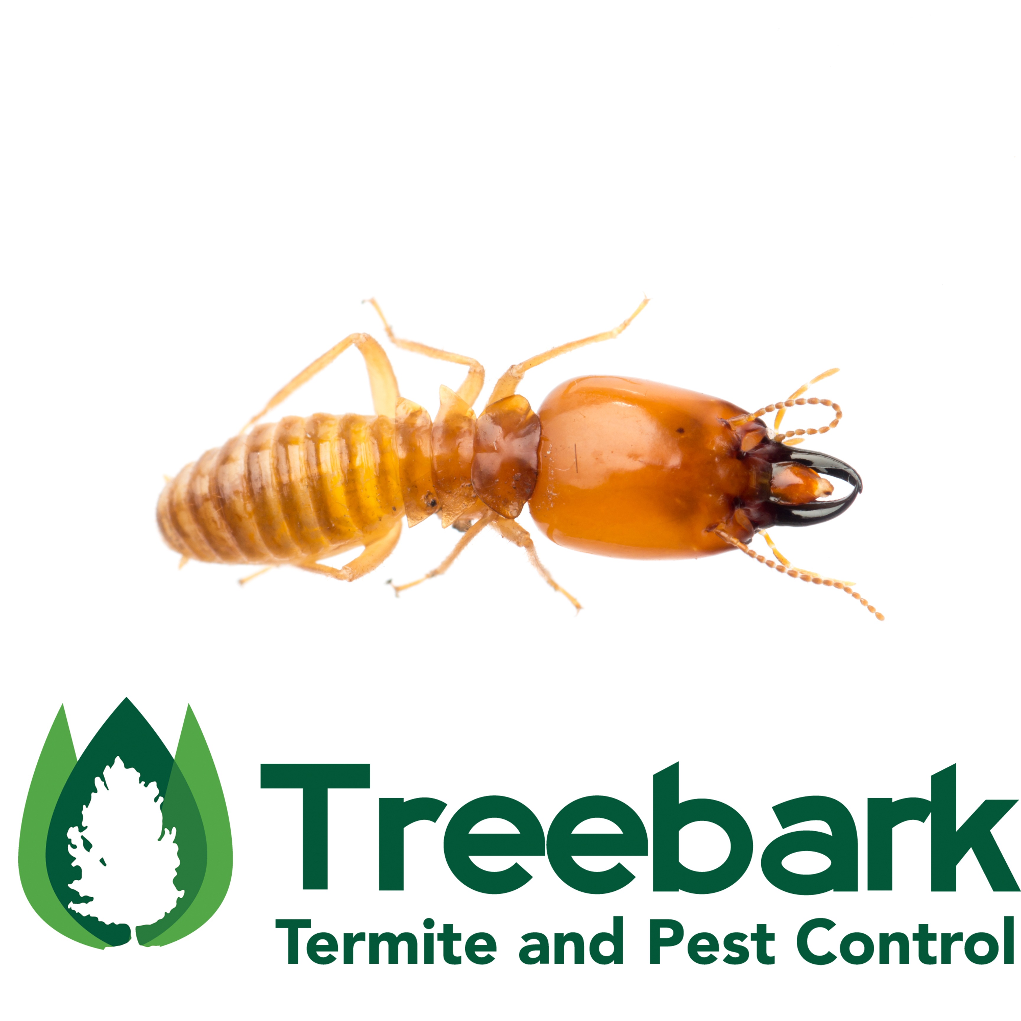 Termite Control Santa Ana