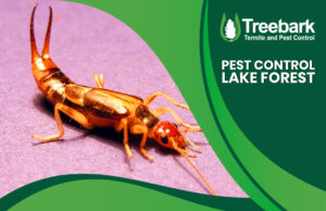 Pest Needing Control Lake Forest