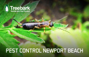 Earwig chilling on a leaf, pest control newport beach in the background