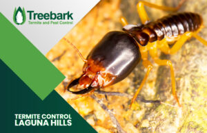 Termite Control in Laguna Hills