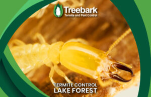 Termite Needing Control In Lake Forest