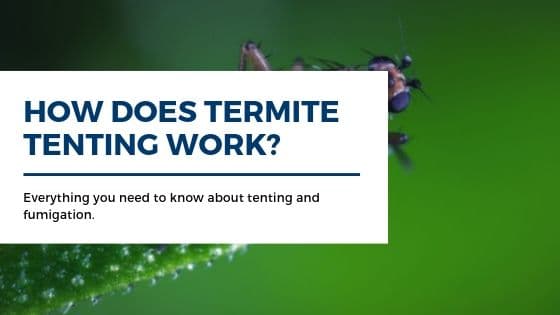 How does termite tenting work_