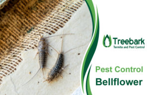 Pest-Control-Bellflower