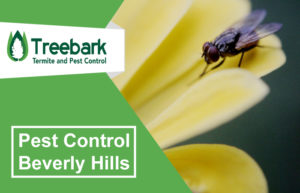 Pest-Control-Beverly-Hills