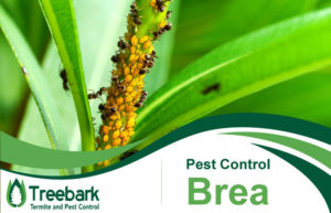Pest-Control-Brea