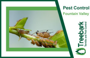 Pest-Control-Fountain-Valley