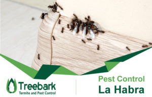 Pest-Control-La-Habra