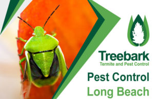 Pest-Control-Long-Beach