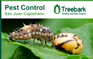Pest-Control-San-Juan-Capistrano