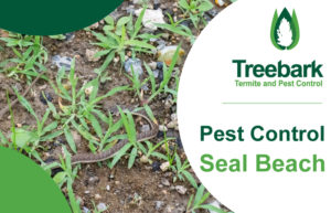 Pest-Control-Seal-Beach