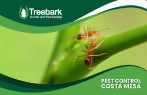 Pest-Control-costa-mesa