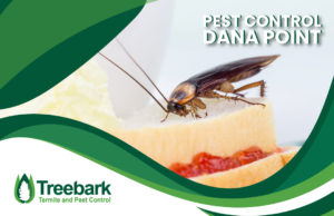 Pest-Control-dana-point