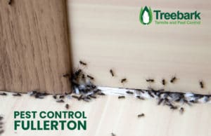 Pest-Control-fullerton