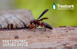  Pest-Control-garden-grove