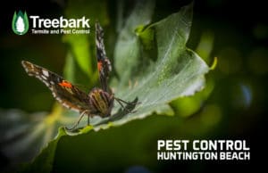 Pest-Control-huntington-beach