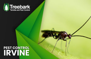 Pest-Control-irvine