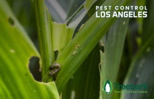 Pest-Control-los-angeles