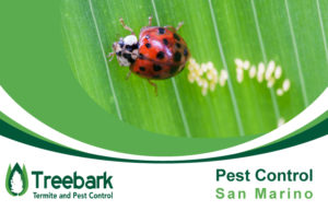 Pest-Control-san-marino