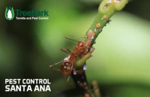 Pest-Control-santa-ana