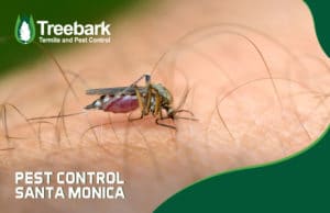 Pest-Control-santa-monica