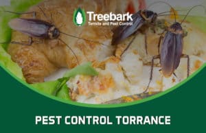 Pest-Control-torrance