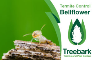 Termite-Control-Bellflower