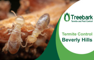 Termite-Control-Beverly-Hills