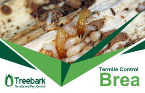 Termite-Control-Brea