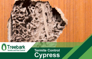Termite-Control-Cypress