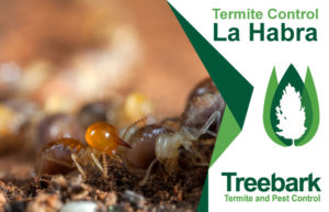 Termite-Control-La-Habra