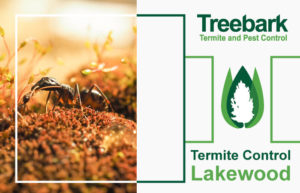Termite-Control-Lakewood