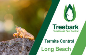 Termite-Control-Long-Beach