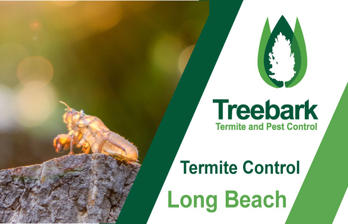 Pest Control in Long Beach: Your Guide to a Pest-Free Getaway