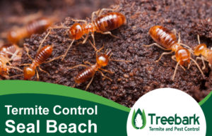 Termite-Control-Seal-Beach