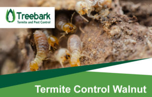 Termite-Control-Walnut