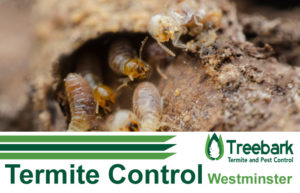 Termite-Control-Westminster.