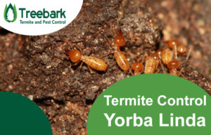 Termite-Control-Yorba-Linda