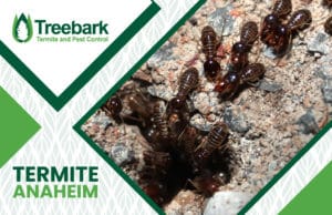 Termite-Control-anaheim
