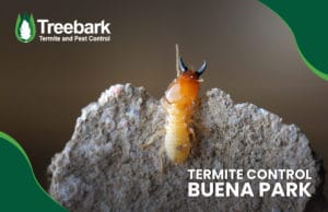 Termite-Control-buena-park