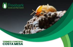 Termite-Control-costa-mesa