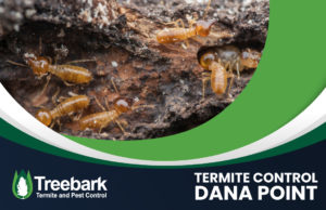 Termite-Control-dana-point