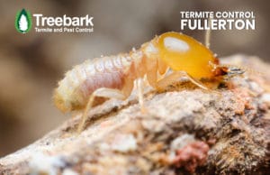 Termite-Control-fullerton