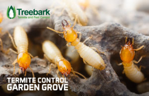 Termite-Control-garden-grove