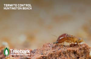 Termite-Control-huntington-beach