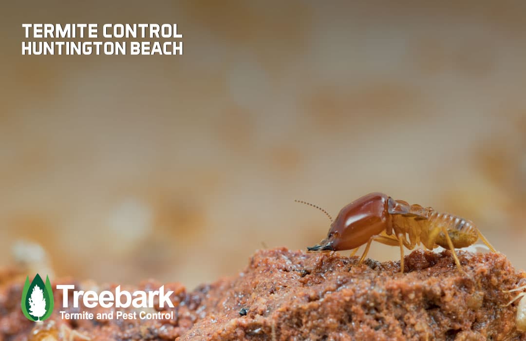 Pest Control Huntington Beach: Your Comprehensive Guide