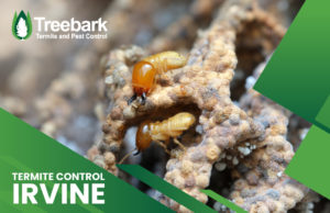 Termite-Control-irvine