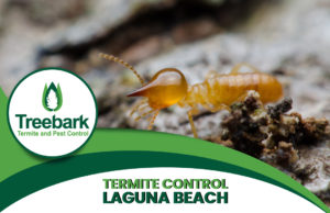Termite-Control-laguna-beach.