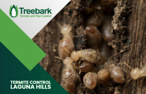Termite-Control-laguna-hill